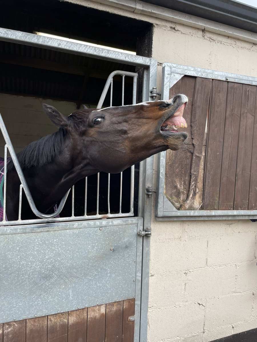 OwnersRacing's tweet photo. @MCYeeehaaa @EpsomRacecourse @RacingDubai @AtTheRaces @SkySportsRacing Love this legend.,,, https://t.co/nggSWT1RcQ