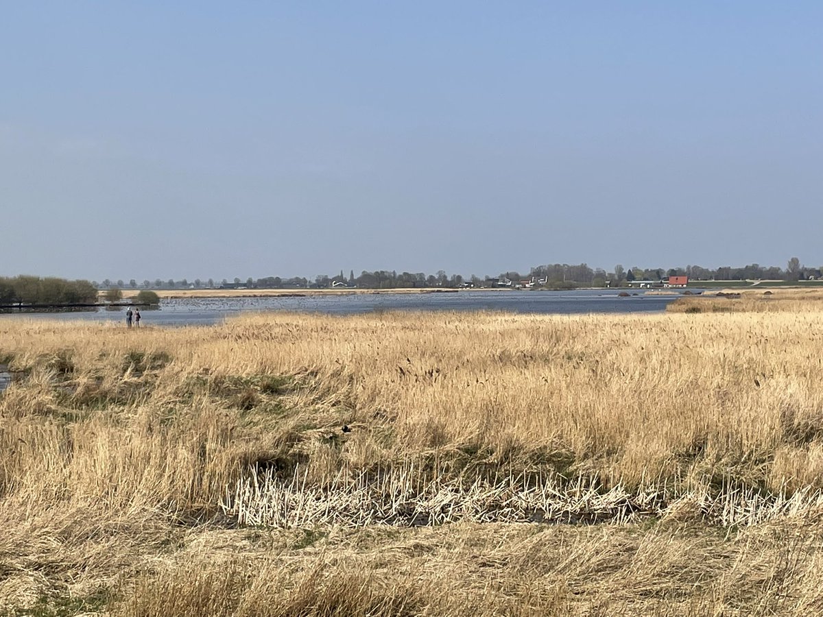 Groenehartstoc1's tweet photo. Veel watervogels bij de #GroeneJonker. Je hebt wel wat extra vergroting nodig om ze goed te kunnen zien. https://t.co/j6BG0l5OTi