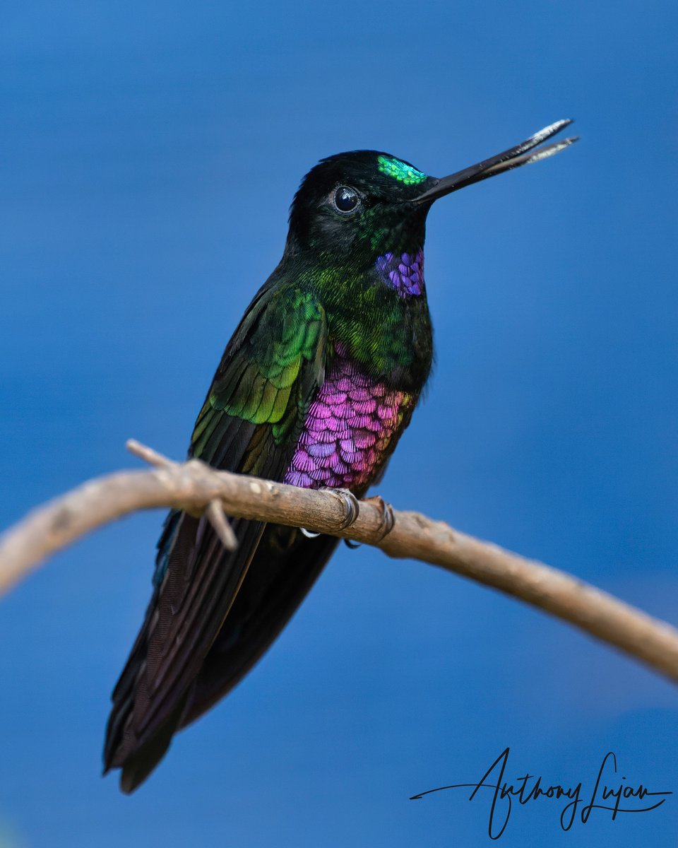 anthonylujan's tweet photo. Colombia has about 168 species of hummingbirds. Many of them are as beautiful as this Blue-throated Starfrontlet. What do you think?
Colombia March 2022
Sony A1 - Sony 600mm

#BluethroatedStarfrontlet #starfrontlet #hummingbird #nuts_about_birds #earthcapture #nature #natgeoy... https://t.co/DwqHYxbSBb