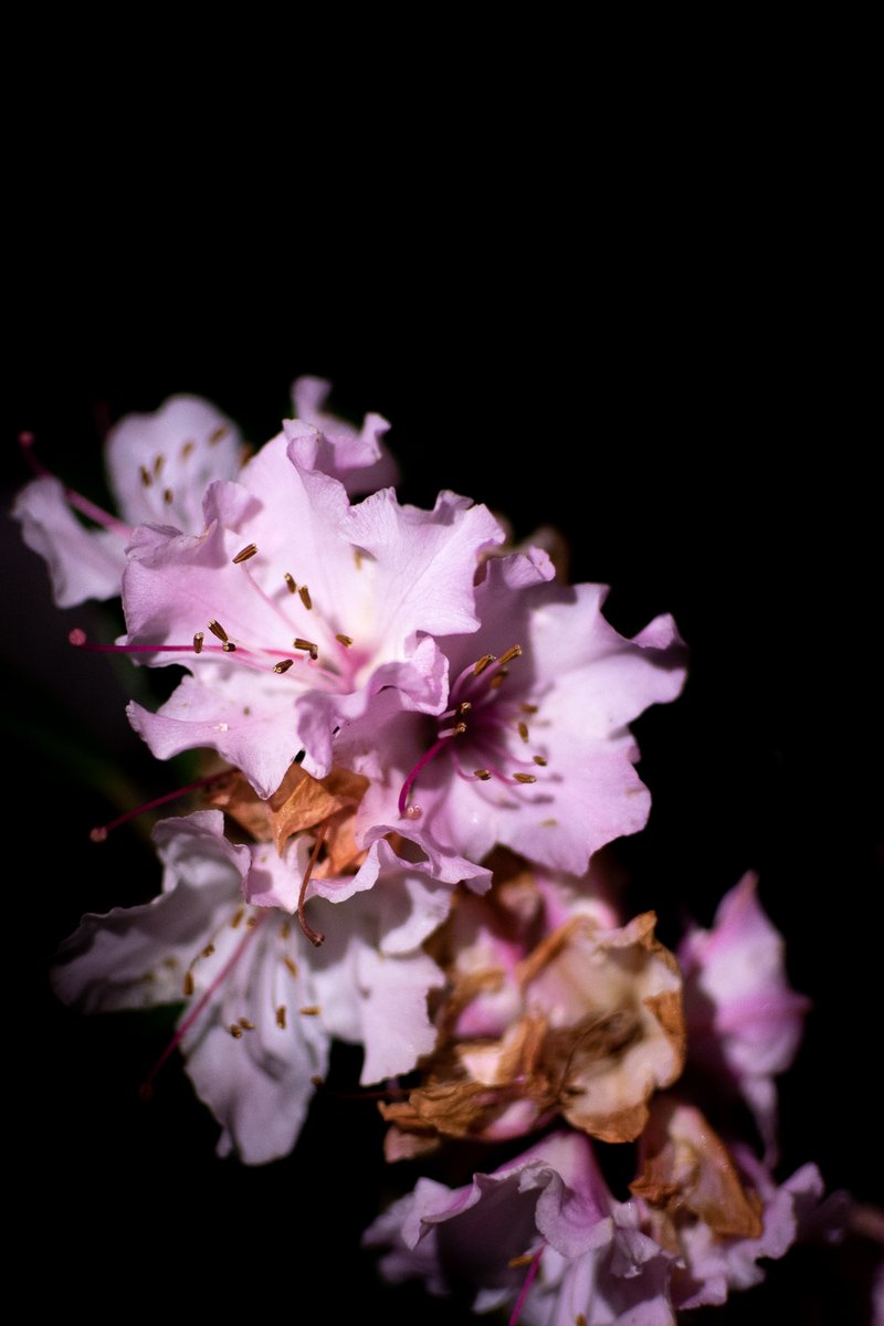 STuerschmann's tweet image. spring has finally made it to edinburgh &amp;amp; I've never welcomed the arrival of hay fever season with my arms as wide open as this year but since covid winters in scotland feel unbearably long, bring it on! #coloursofspring #springhassprung  #ednapphoto #scotland #edinburgh