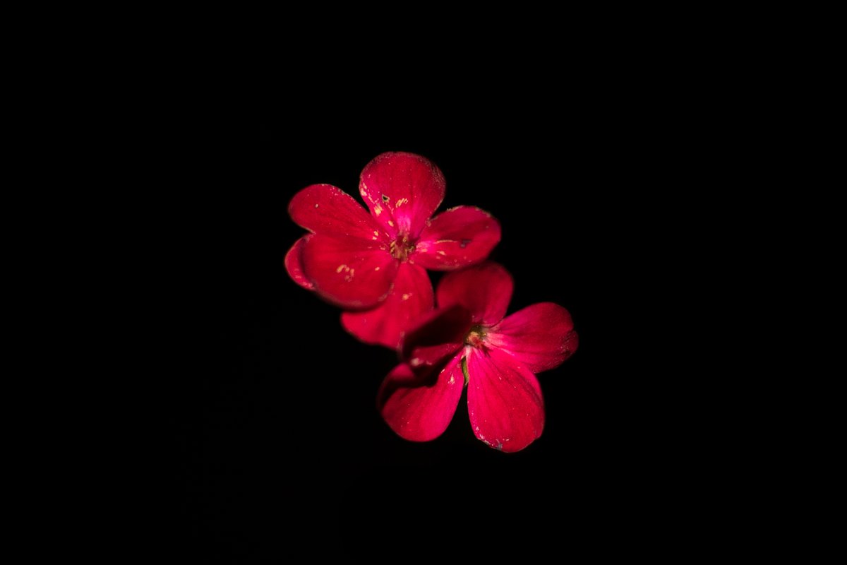 STuerschmann's tweet image. spring has finally made it to edinburgh &amp;amp; I've never welcomed the arrival of hay fever season with my arms as wide open as this year but since covid winters in scotland feel unbearably long, bring it on! #coloursofspring #springhassprung  #ednapphoto #scotland #edinburgh