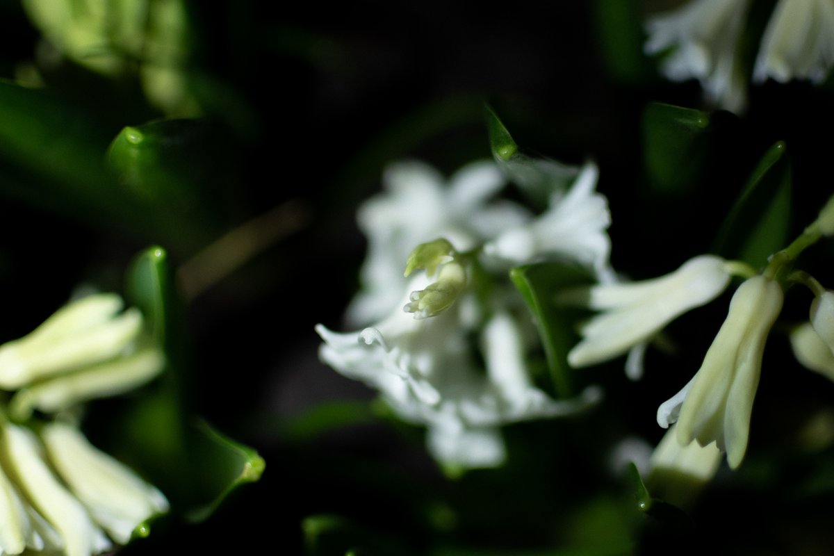 STuerschmann's tweet image. spring has finally made it to edinburgh &amp;amp; I've never welcomed the arrival of hay fever season with my arms as wide open as this year but since covid winters in scotland feel unbearably long, bring it on! #coloursofspring #springhassprung  #ednapphoto #scotland #edinburgh