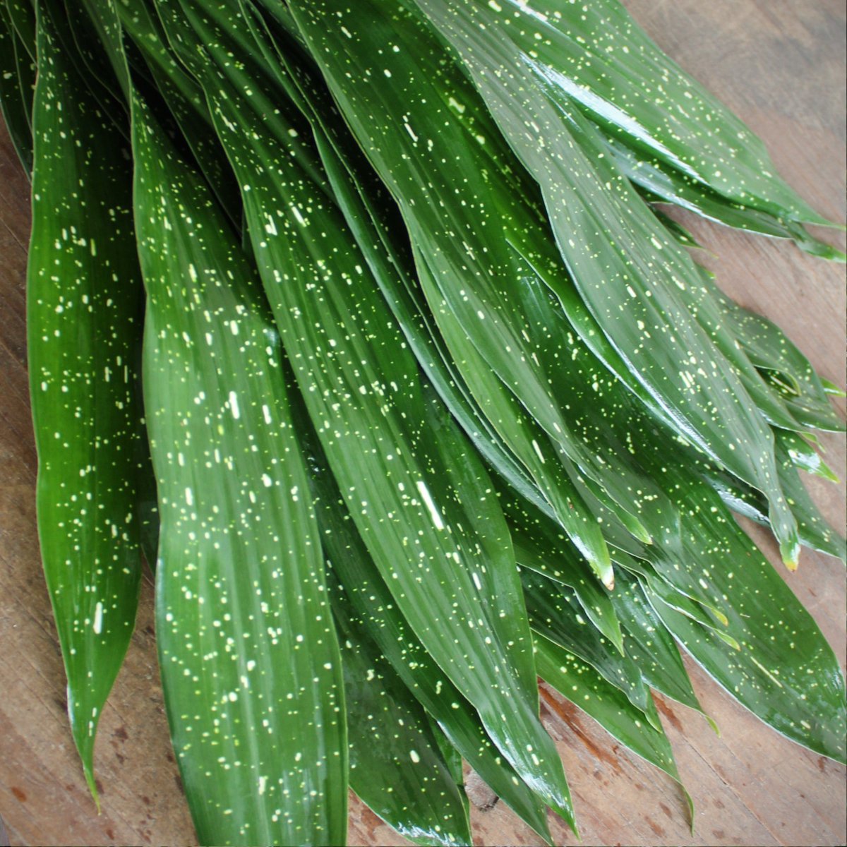 MrLeatherleaf's tweet photo. Milky Way #Aspidistra will make an out-of-this-world impression. 🍃

Available online year-round in 10 and 15 bunch boxes, shipped directly to you, perfect for your #flowers.

🌿 #AmericanGrown
💥 FREE FedEx Shipping
📦 Available at Wholesale

https://t.co/PUCZotk1p1 https://t.co/TnXIy6Otjj