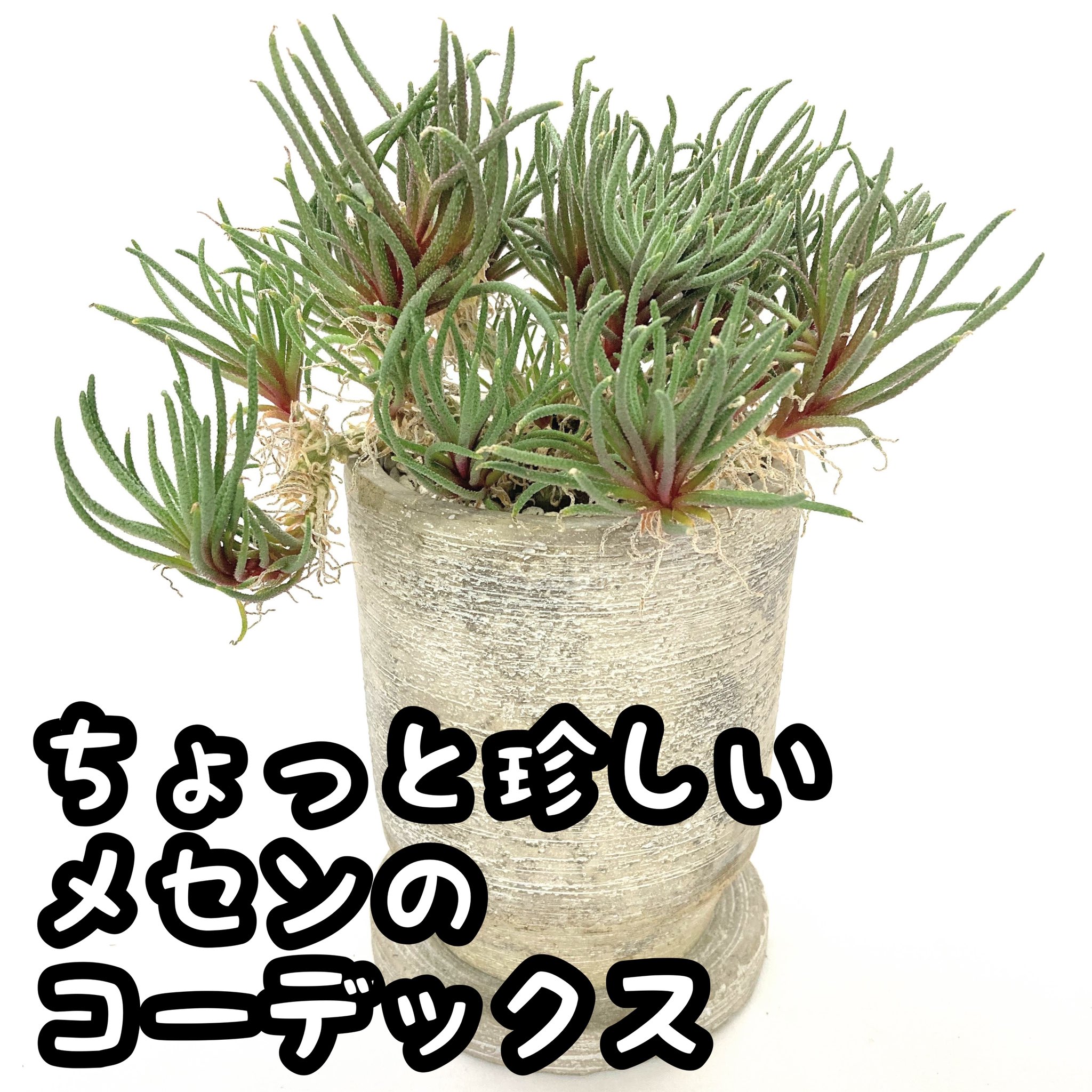 面白い植物 Twitter Search Twitter