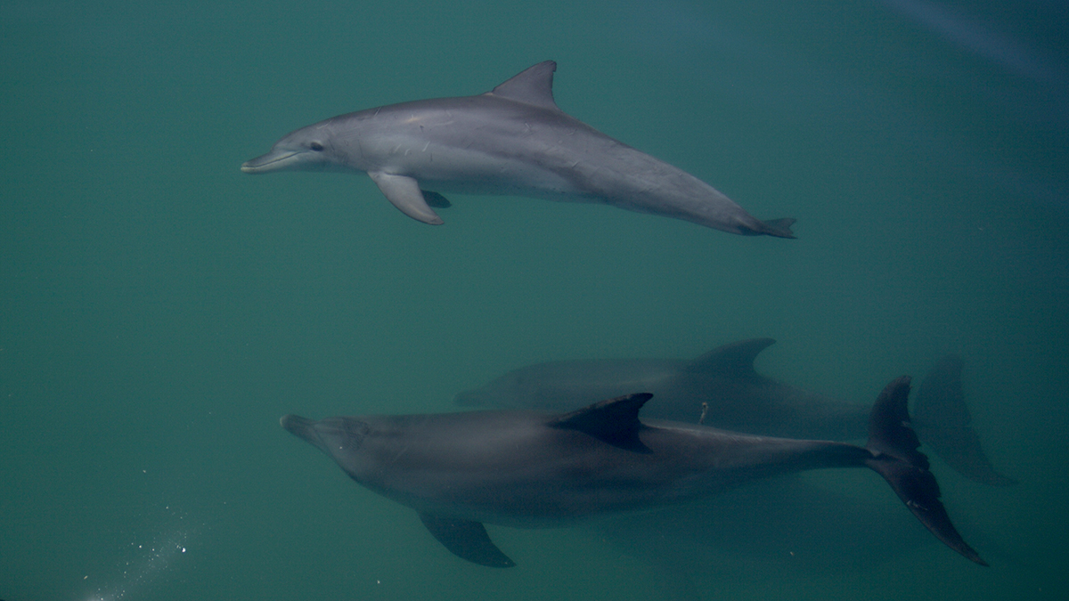 Stephanie L King @stephanielking.bsky.social (@_stephanielking) on Twitter photo Double feature of our <a href="/ResearchDolphin/">Shark Bay Dolphin Research</a> research in <a href="/CurrentBiology/">Current Biology</a>. We show that ‘popular’ male dolphins enjoy higher reproductive success and that vocal exchanges can function as a replacement of physical bonding 📃1 : cell.com/current-biolog… 📃2: cell.com/current-biolog… Double feature of our <a href="/ResearchDolphin/">Shark Bay Dolphin Research</a> research in <a href="/CurrentBiology/">Current Biology</a>. We show that ‘popular’ male dolphins enjoy higher reproductive success and that vocal exchanges can function as a replacement of physical bonding 📃1 : cell.com/current-biolog… 📃2: cell.com/current-biolog…