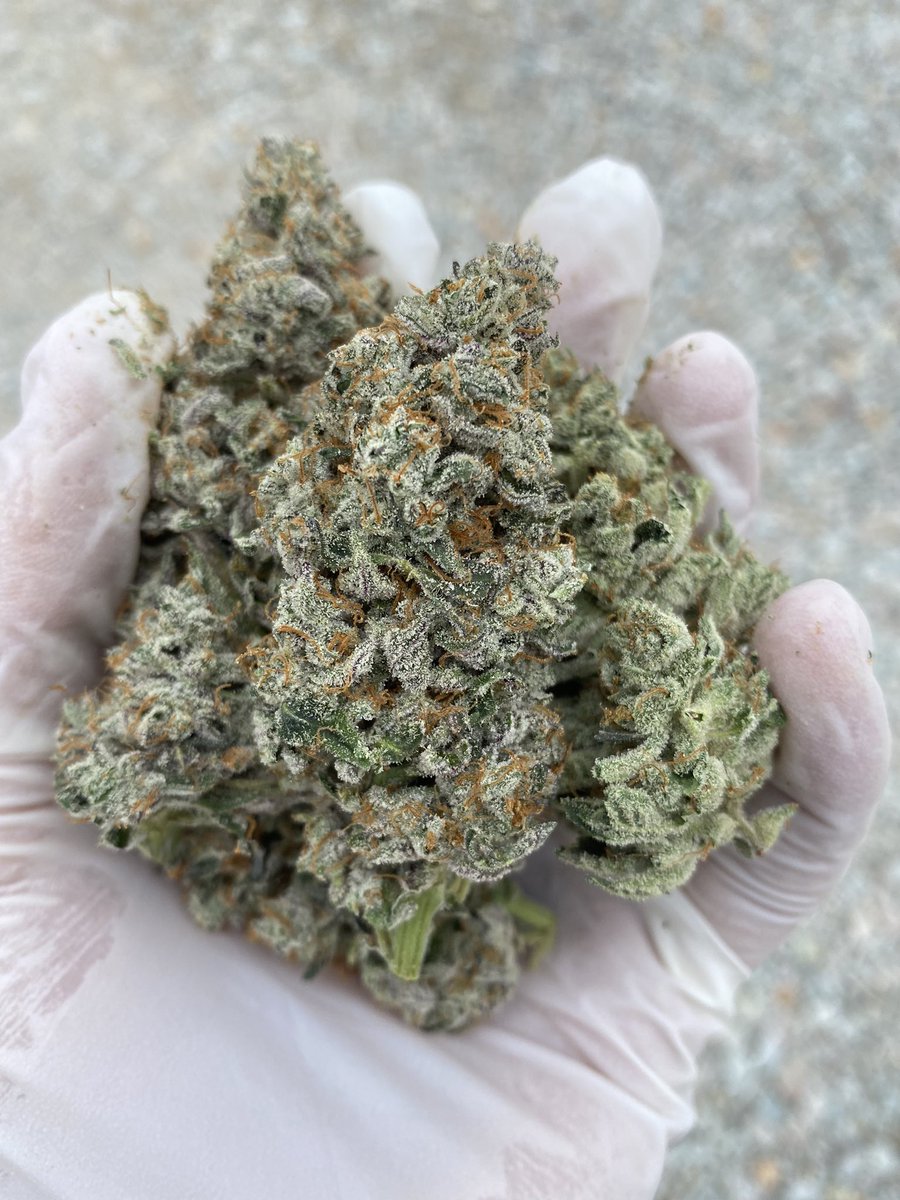 CannabisPg's tweet photo. GMO PIE 
22% THC 
7.2% TERPS ‼️‼️‼️‼️ https://t.co/v4cvV1mzTN