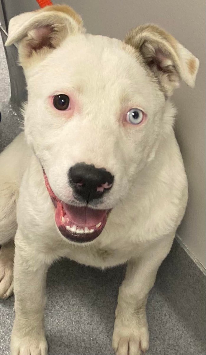 HSNT1's tweet photo. Please. Share! 🐶 🐱These pets were found missing in the metroplex and brought into our care! Please help us to reunite these fur babies with their families by sharing their photos.
Visit our website (https://t.co/R5Fh7U4b32) to learn more!  🐶🐱 https://t.co/210ZpLlHlb