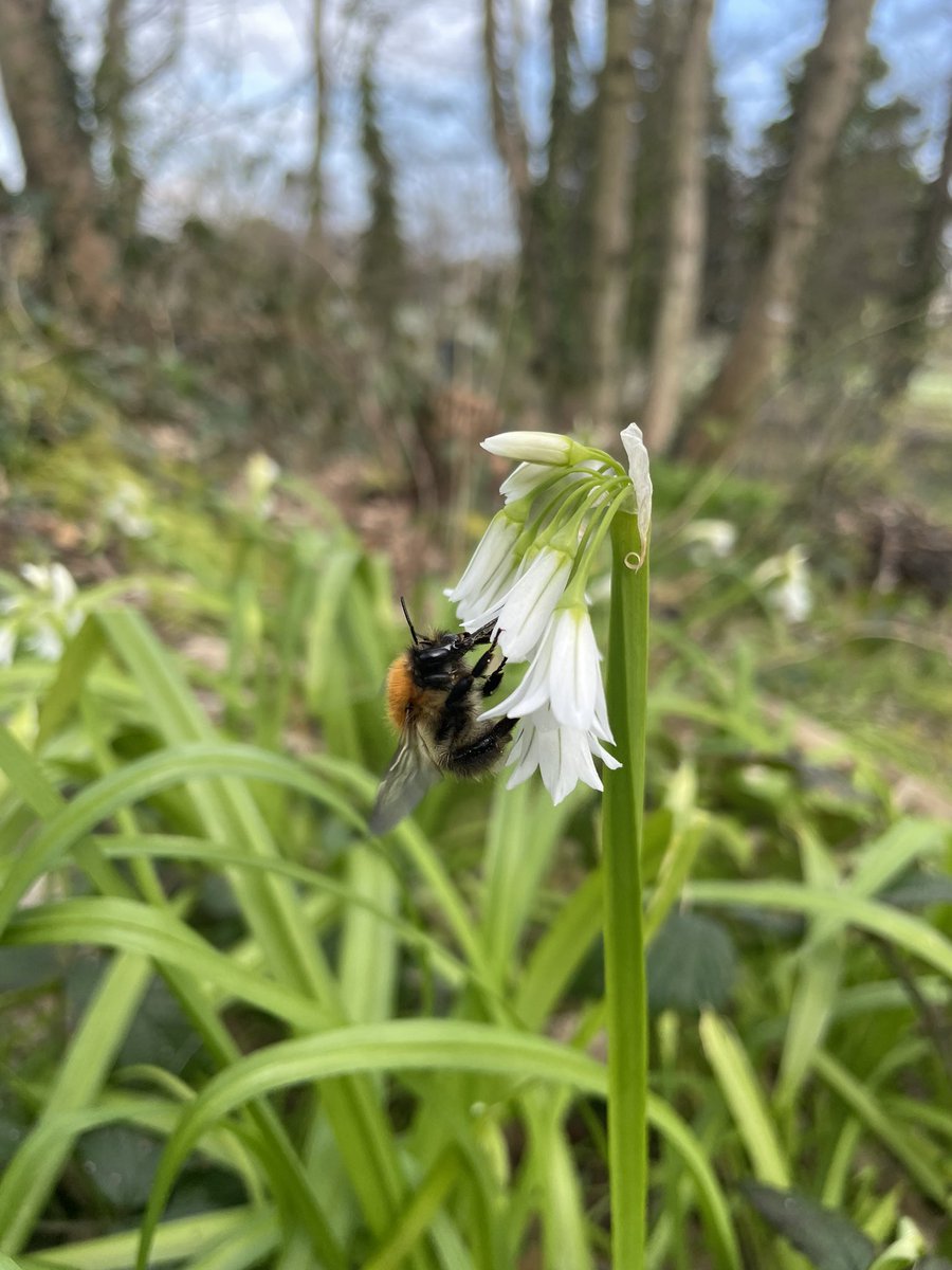 <a href="/S_ERC/">South Eastern Regional College</a> Animal Management students were taking part in Project Based Learning today. The aim is to improve our local biodiversity by enriching the campus woodland! It’s working and we are buzzing about it! 🐝😊