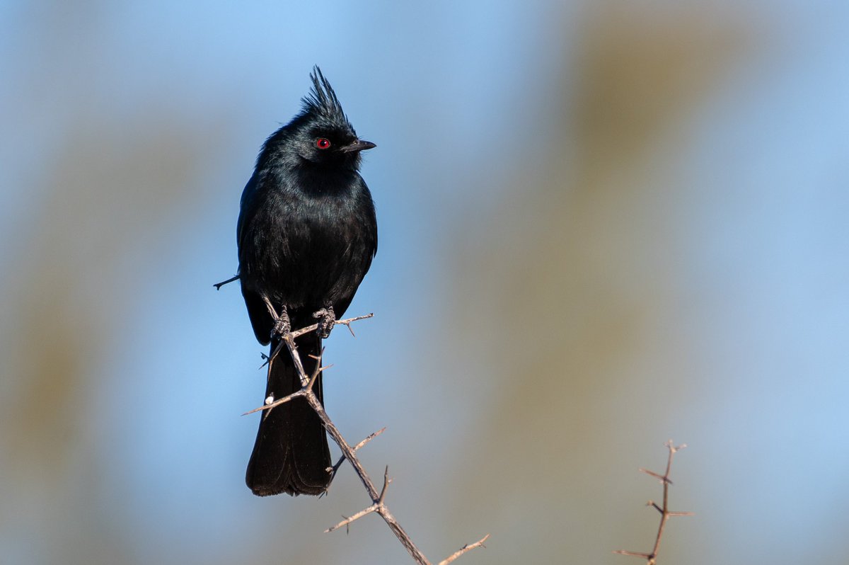 Good Morning 🌵☀️ Male Phainopepla