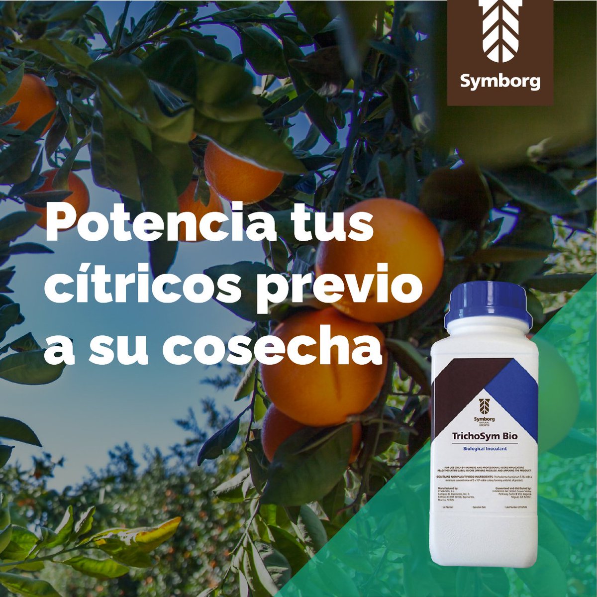 SymborgLATAM's tweet photo. Prepara tus cítricos para su cosecha usando TrichoSym Bio, bioestimulante el cual beneficia maximizando la producción de los cultivos y la interacción en sus suelos.

Revisa aquí más sobre este producto: https://t.co/QBm517OxE5

#Symborg #citricos #bioestimulante #trichosymbio https://t.co/SeM5znZUIH
