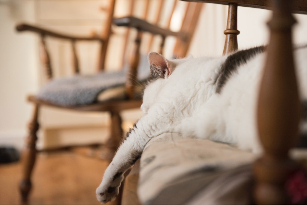 katriscat's tweet photo. Once your cat turns a year old, gradually transition your feline to adult cat food.

Read the full article: Cat Life Cycle: Required Care  and Behavior During Each Phase
▸ https://t.co/7s4HH0xrDf

#AiBk1QCatlifeCats #katriscat #catlovers https://t.co/PvVdJZ9kKa