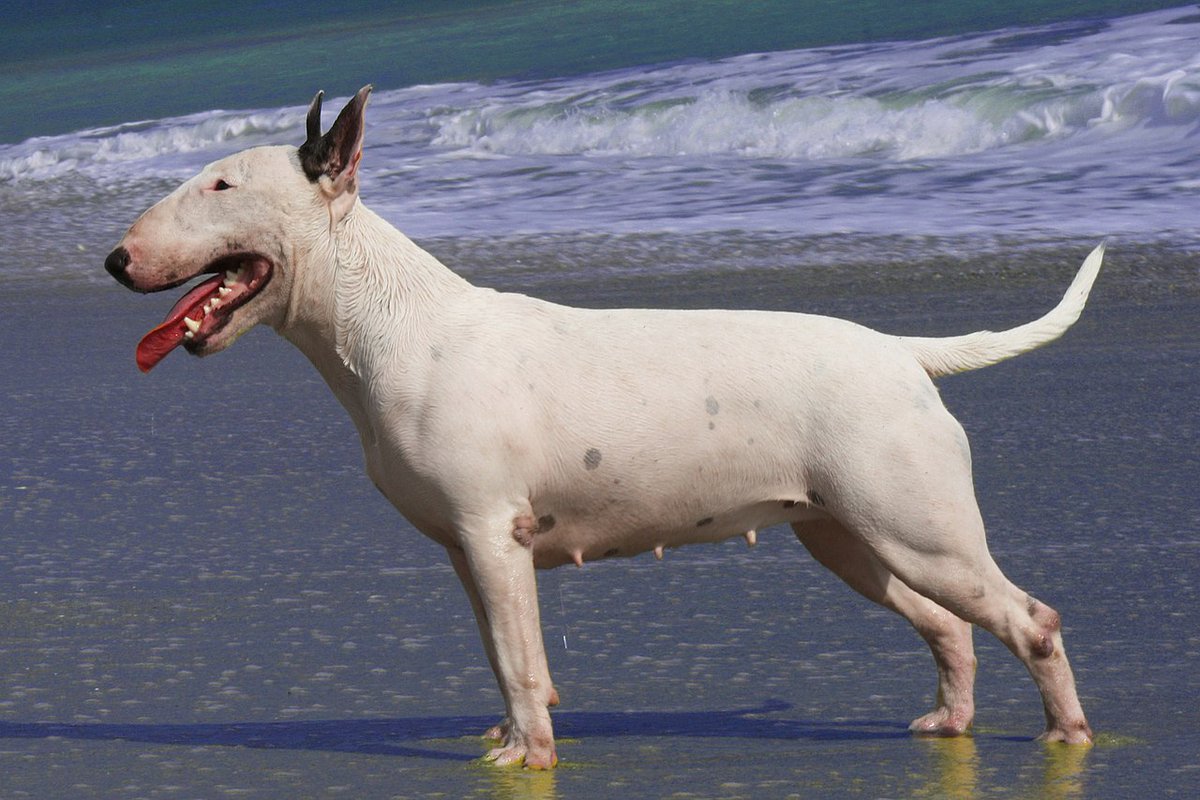 KristW74348's tweet photo. The Bull Terrier is a breed of dog in the terrier family. There is also a miniature version of this breed which is officially known as the Miniature Bull Terrier. https://t.co/5S6E1EMQ1n