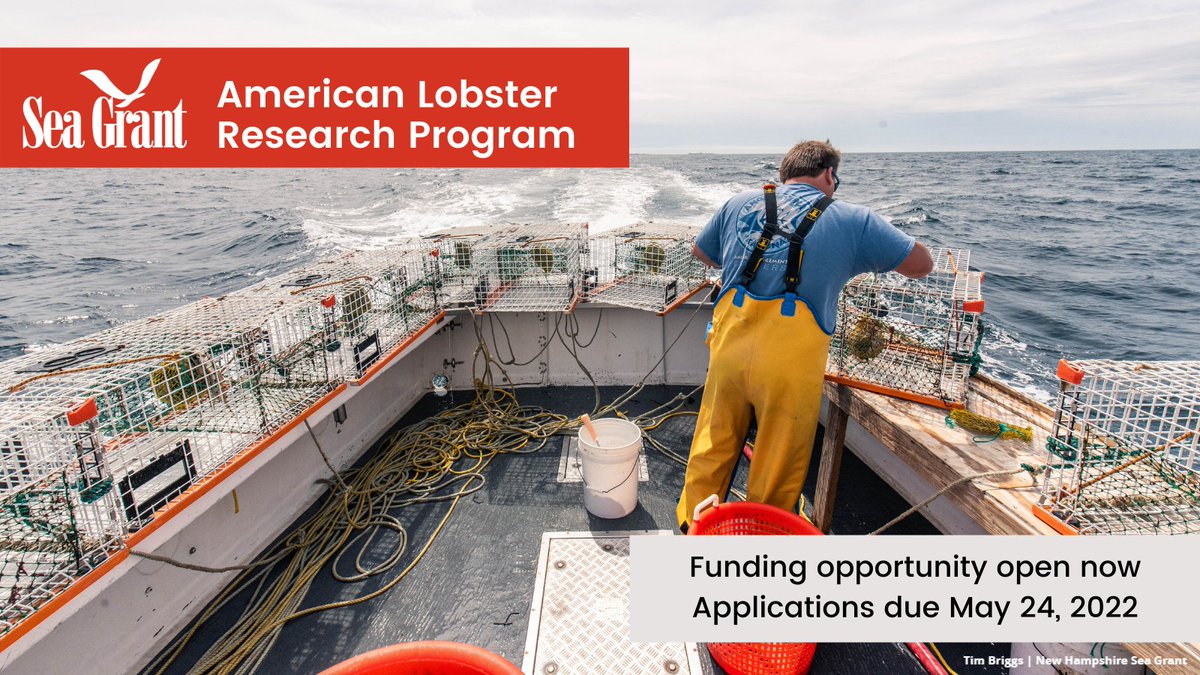 #Funding opportunity: Sea Grant seeks #collaborative projects related to development of gear technologies and socioeconomic #research on opportunities and barriers in the American #lobster fishery. Apps due May 24, 2022. Details at seagrant.noaa.gov/funding  #SeaGrantLobster