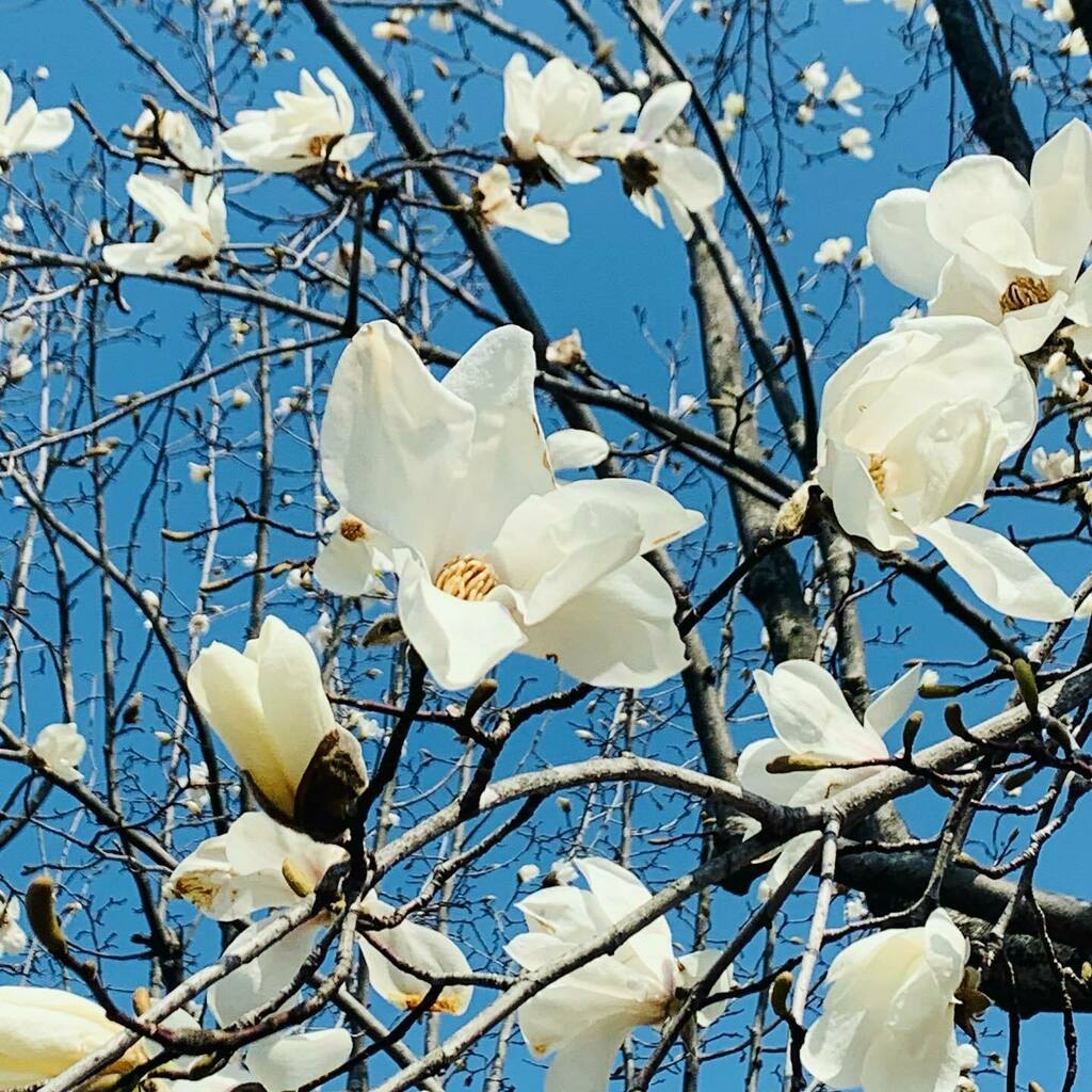 三上真史 S Tweet From Instagram コブシ 花言葉 友情 Trendsmap