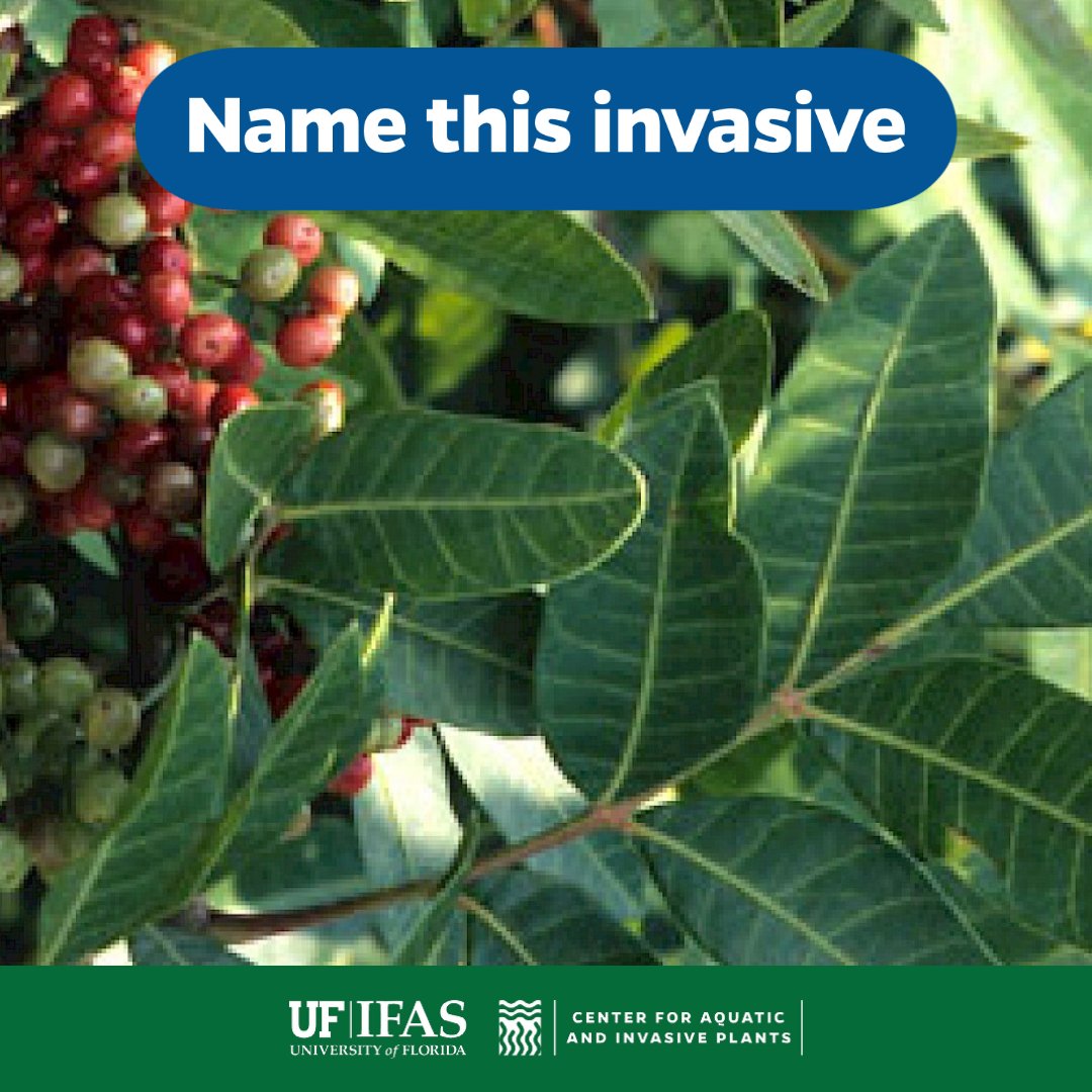 Can you identify this invasive plant? 

#Identify #InvasivePlant #Florida
