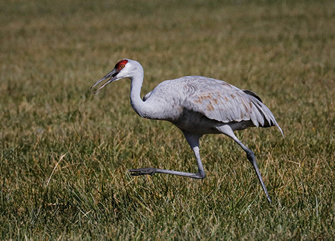 wearewatermn's tweet image. Sandhill cranes are returning to Minnesota to breed! One of Minnesota’s largest bird species, sandhill cranes build nests in mounds in shallow water to lay their eggs. Learn more about these beautiful birds and the watery habitats they depend upon: dnr.state.mn.us/birds/sandhill…