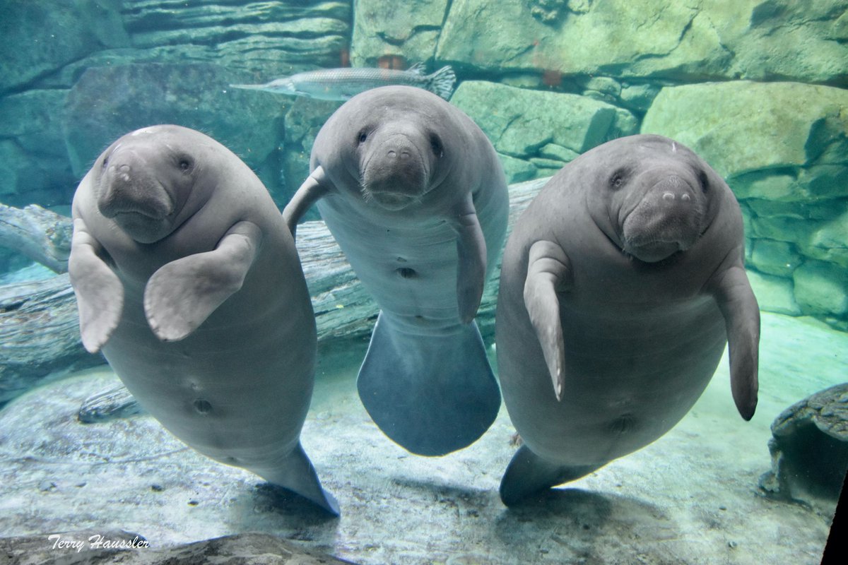 CincinnatiZoo's tweet photo. The 3 orphaned manatees that came to the Cincinnati Zoo a year ago today are growing and gaining weight, which is what they need to do in order for them to be returned to their native Florida waters! https://t.co/ffMAgNuh8o