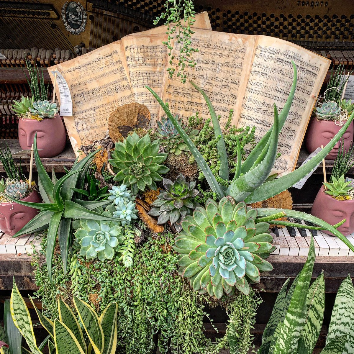 TheLostCompass1's tweet photo. Whimsical places in Southern Ontario. This one in Vineland, The Watering Can.
Flower market, tropical café, and delightful gift emporium
#TravelOntario #Whimsical #WineCountry #Vineland #SouthernOntario #ExploreOntario #WhimsicalPlaces #GoExploring @TheWateringCan https://t.co/mBVqKQ7iCN