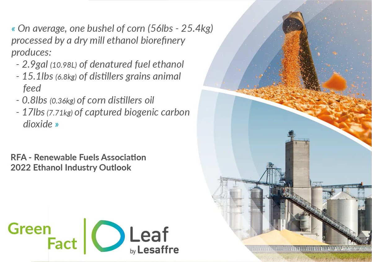 Leaf_Lesaffre's tweet photo. [GREEN FACT] U.S. dry milling ethanol biorefineries produce a large range of bio-based products: 
⛽️ Fuel ethanol &amp; corn oil #biofuels 
🐄 DDGS (distillers’ dried grains and solubles) #feed 
💨 Biogenic CO2 #food #beverage 

 Source: @EthanolRFA https://t.co/0Ux6KgfUQT