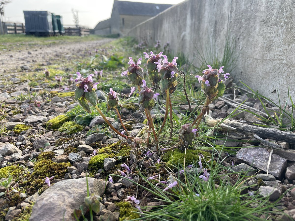 No1FarmerJake's tweet photo. Every little early pollen and nectar source is key at this time of year #bumblebee #pollinators #reddeadnettle #likeabitofscruff https://t.co/AqgCeY03N7