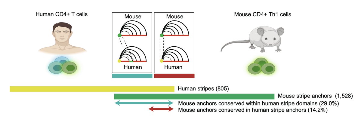 golnaz_v's tweet photo. We are thrilled to share the publication of Stripenn, a computational technique to detect architectural stripes from chromatin conformation data https://t.co/2CyWrYsT8c
Congrats to the one and only @ysora90 for spearheading this project https://t.co/10UNrxG0Se