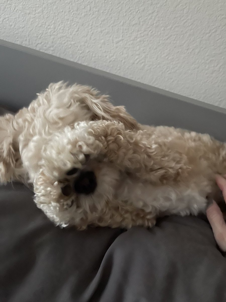 Chunkypoo13's tweet image. I don’t wanna get up today!!!  Maybe if I hide, I’ll be able to stay in the big bed 😈

#dogs #dogsoftwitter #DogsAreFamily