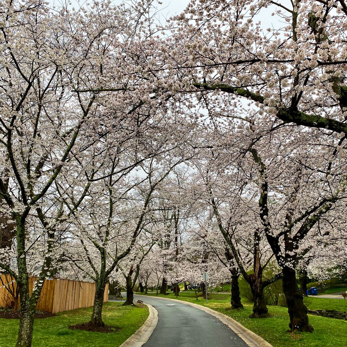martyhoran144's tweet photo. Springtime in #Bethesda!🌸 #mcrrc #runwashington #mocorunning #onmymorningrun #cherryblossoms https://t.co/pwiyyVS4Wf