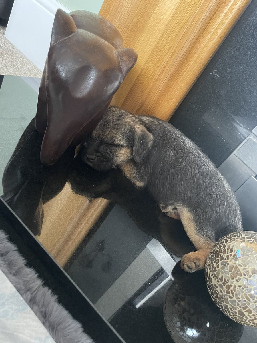 ChloeJaneTodd's tweet photo. Omg, we’ve just got a new family pup and she’s so attached to this elephant, she must think its one of her brother or sisters because she’s the same size🥺❤️ My heart😭 https://t.co/ui1IkpDkq5