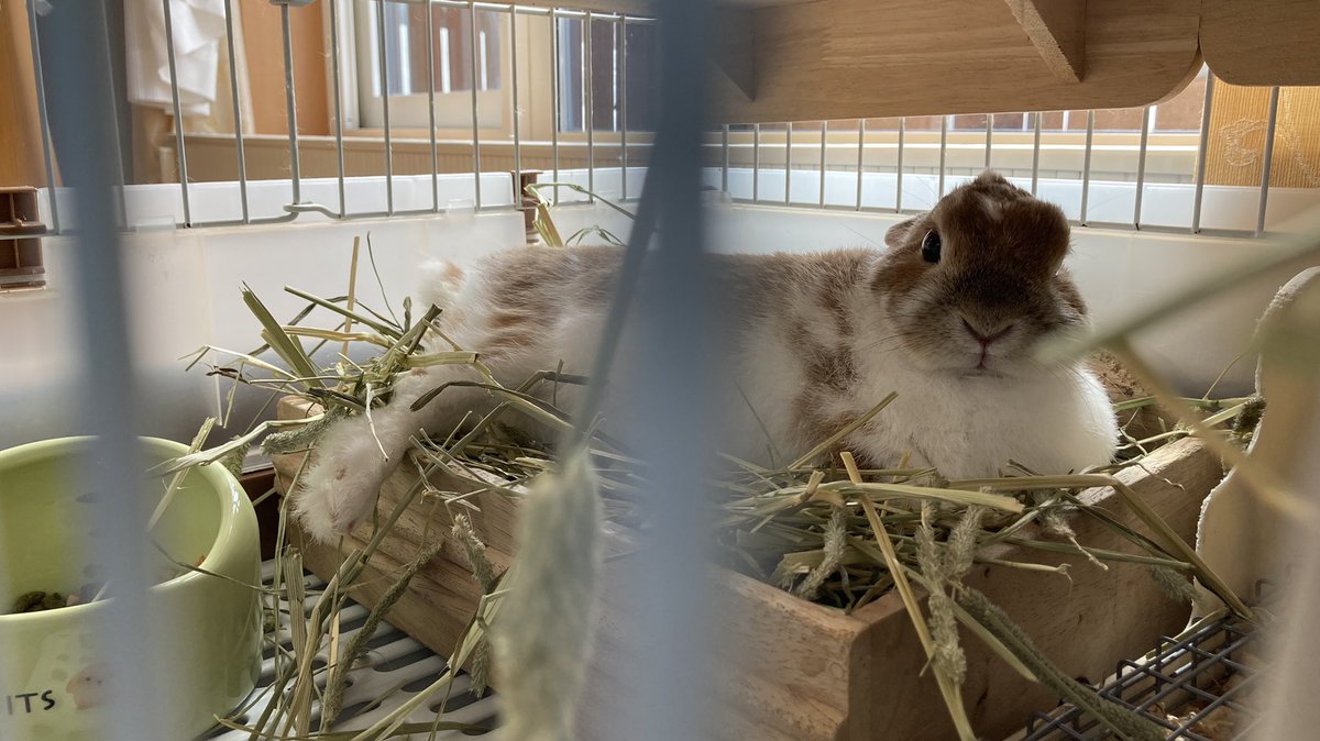 久しぶりの愛兎を堪能しています☺️