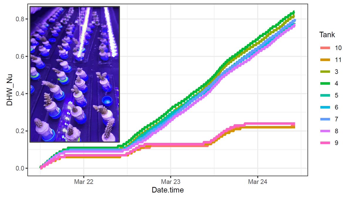 Liam Lachs tweet media