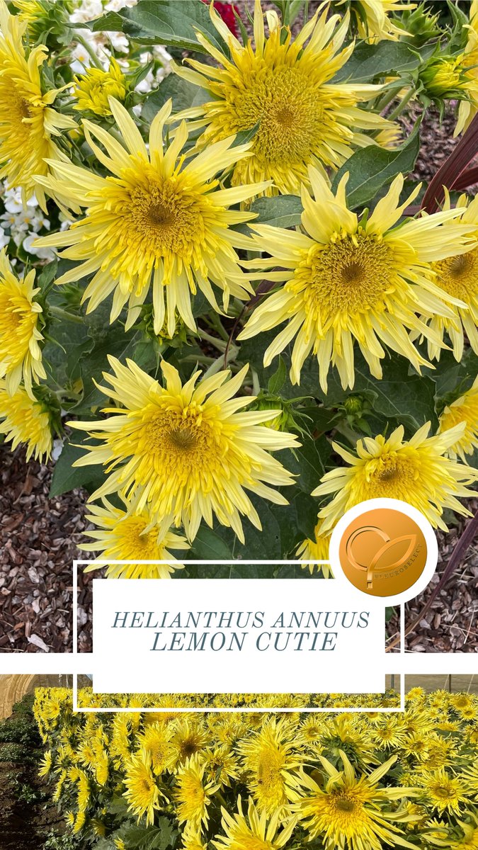 Fleuroselect tweet media