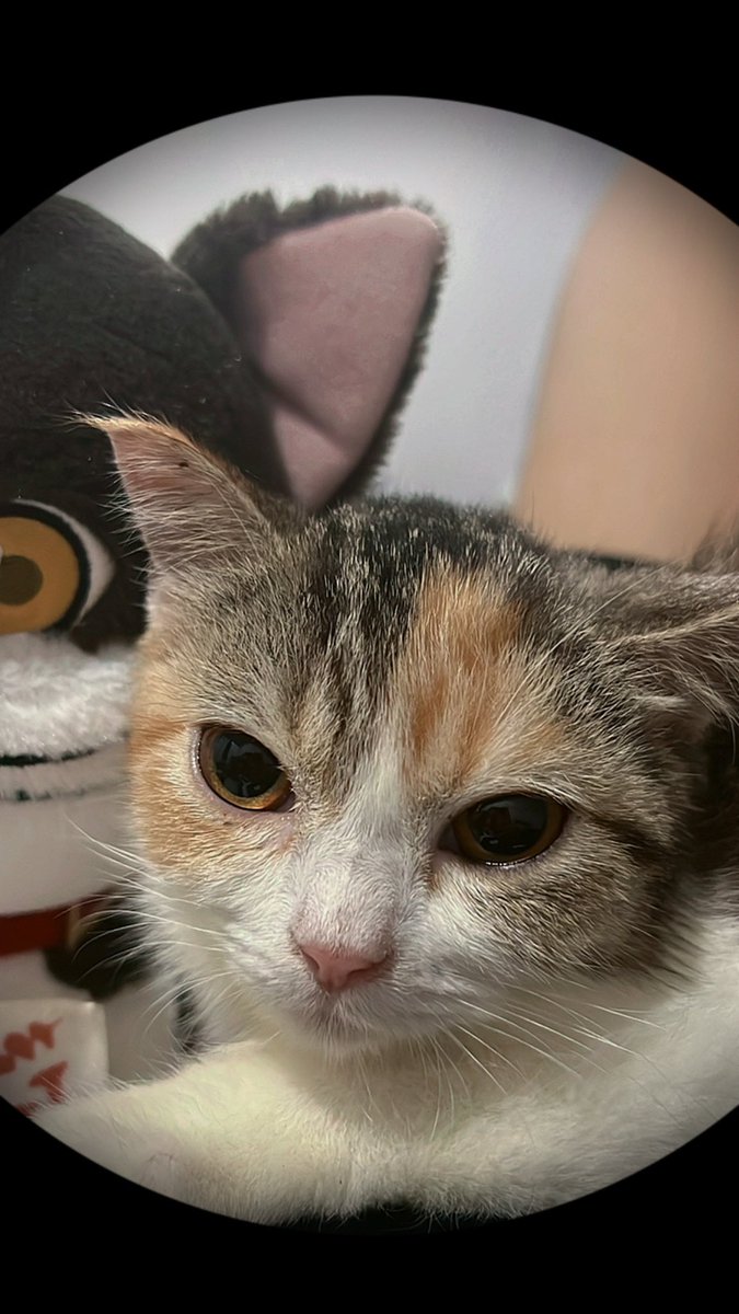 ชาชามารุ vs. คินคินมาไม