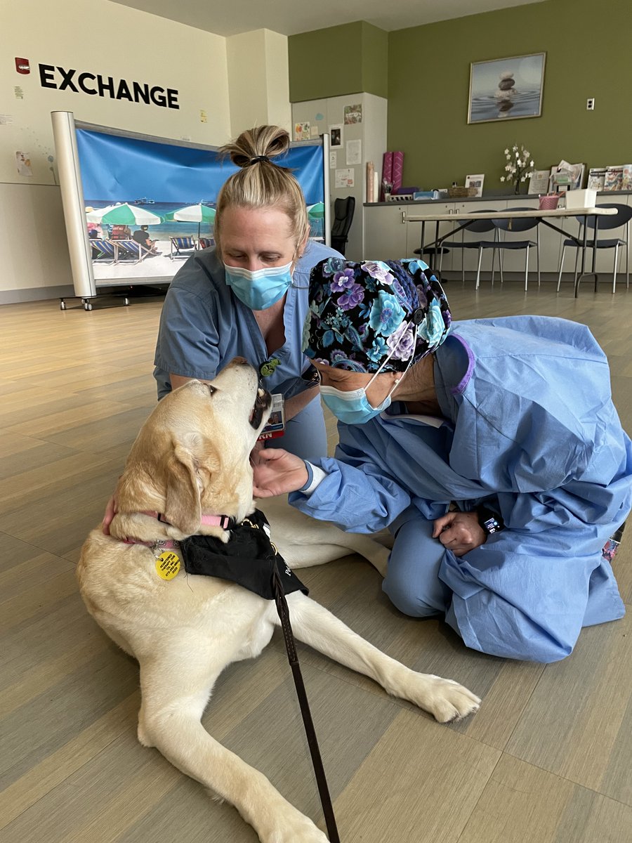 DoreenMonte's tweet photo. Visiting Stony Brook Hospital with my awesome therapy dog, Molly. https://t.co/0tLQZtEdQ3