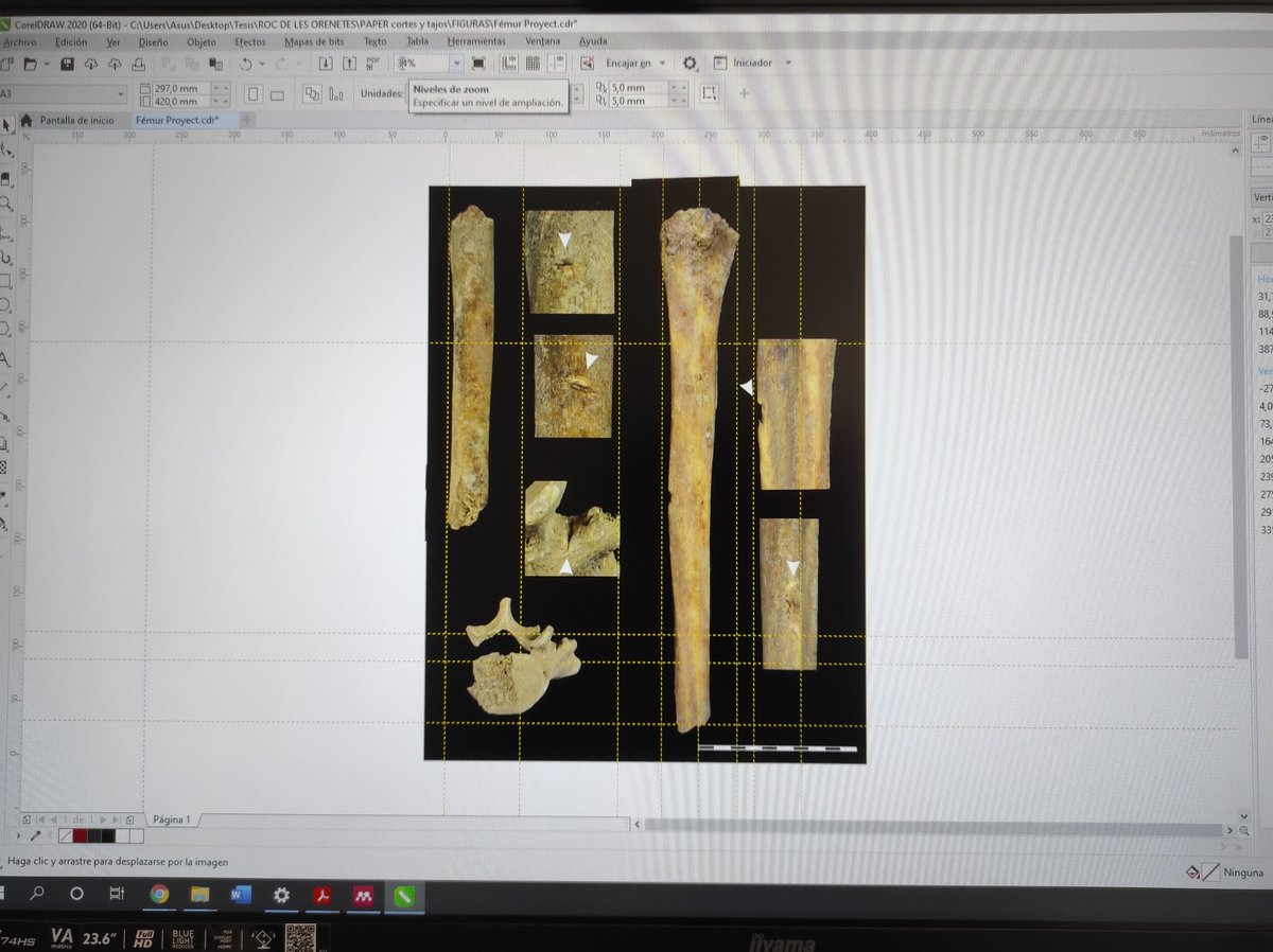 Miguel_preh's tweet image. I really love to create and edit figures... Work in progresssssss #Anthropology #ForensicTaphonomy.