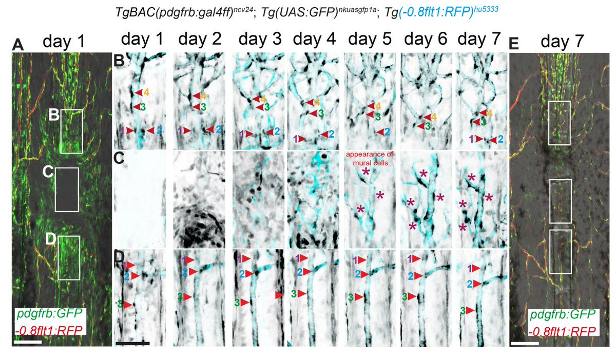Siekmann Lab (@siekmannlab) on Twitter photo Happy to share out latest paper on vascular mural cells in developing and regenerating zebrafish fin arteries out in <a href="/Dev_journal/">Development</a>. Congratulations to the first author <a href="/ElvinLeonard3/">Elvin Leonard</a> for the great work.
journals.biologists.com/dev/article/do… Happy to share out latest paper on vascular mural cells in developing and regenerating zebrafish fin arteries out in <a href="/Dev_journal/">Development</a>. Congratulations to the first author <a href="/ElvinLeonard3/">Elvin Leonard</a> for the great work.
journals.biologists.com/dev/article/do…