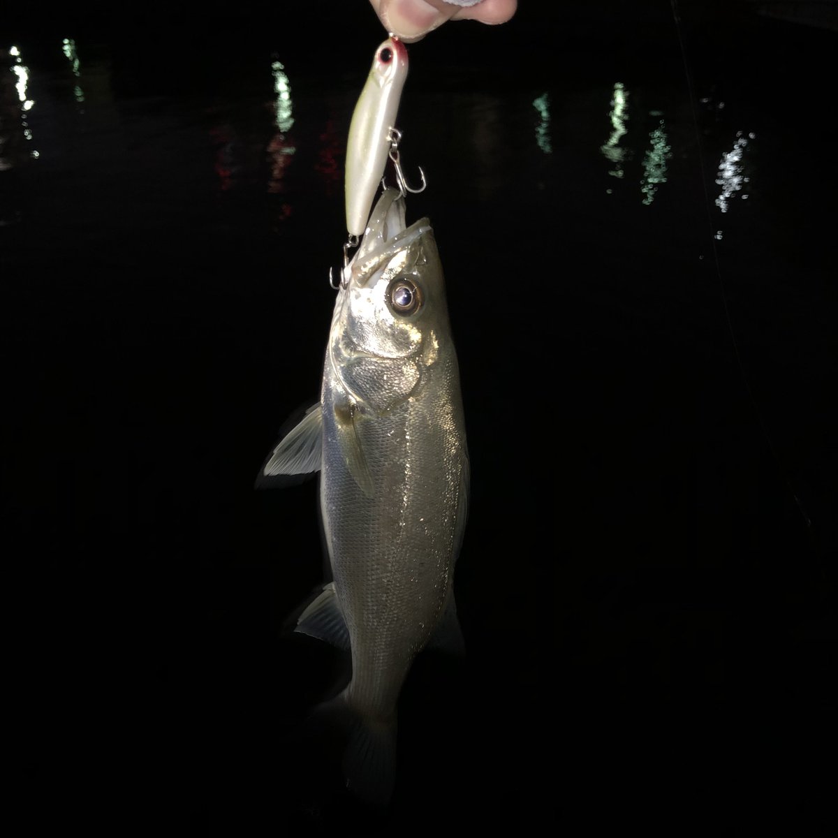 SG_Meccanico's tweet image. イナッコが居て良い感じだなぁと思ったけど、#ヨレヨレミニ に飛び付いてきたのはおチビちゃんだった😅