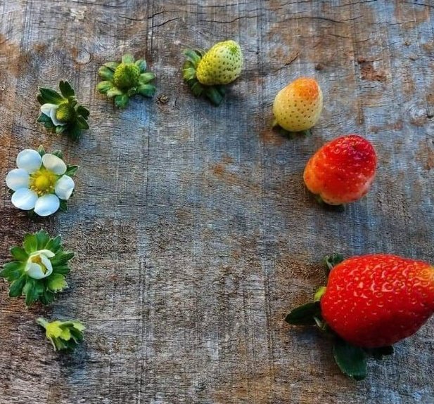 strawberry life cycle  🌼🍓♡︎🌾