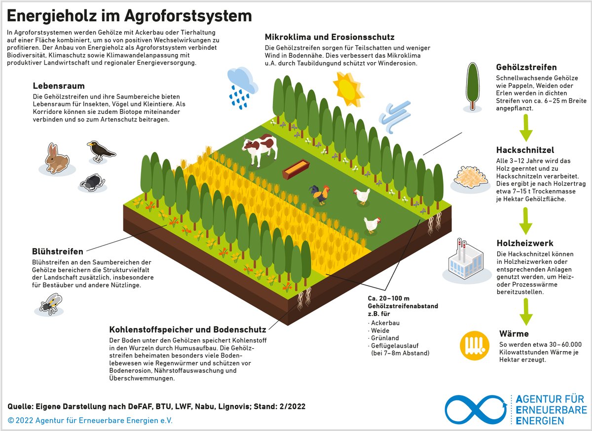 RenewsTweet's tweet photo. #Wärmewende und nachhaltige #Landwirtschaft zusammen denken? Das #Agroforstsystem macht es möglich: Die Produktion von #Energieholz auf einer gemeinsamen Fläche mit Ackerbau und Tierhaltung schafft positive Synergien. #KlimaschutzErnten🌾
➡️ Zur Grafik: https://t.co/3eYgSM8NKo https://t.co/s2pTXARkcf