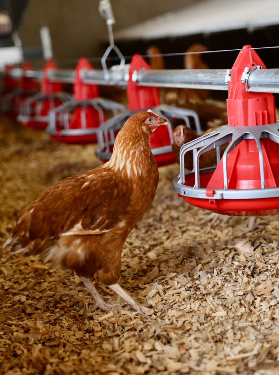 Rwanda Institute for Conservation Agriculture (@rica_rwanda) on Twitter photo Eggcellent new additions to RICAβs campus community - 750 layer pullets and 250 baby chicks. The second year students will care for the new arrivals in our recently finished Poultry Enterprise building. <a href="/Rwanda_edu/">Ministry of Education | Rwanda</a> <a href="/RwandaAgri/">Ministry of Agriculture & Animal Resources |Rwanda</a> Eggcellent new additions to RICAβs campus community - 750 layer pullets and 250 baby chicks. The second year students will care for the new arrivals in our recently finished Poultry Enterprise building. <a href="/Rwanda_edu/">Ministry of Education | Rwanda</a> <a href="/RwandaAgri/">Ministry of Agriculture & Animal Resources |Rwanda</a>