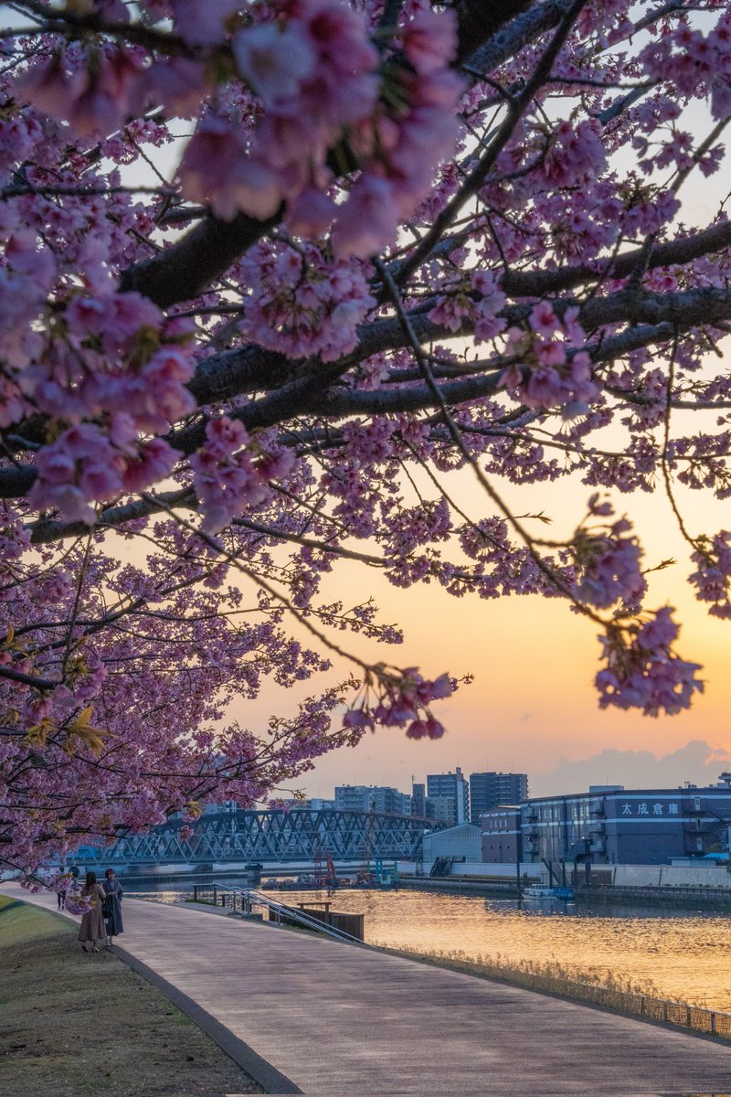 Japaniafr's tweet photo. Coucher de soleil pendant la floraison des cerisiers à Tokyo 🌸 https://t.co/0eeulfpaGW