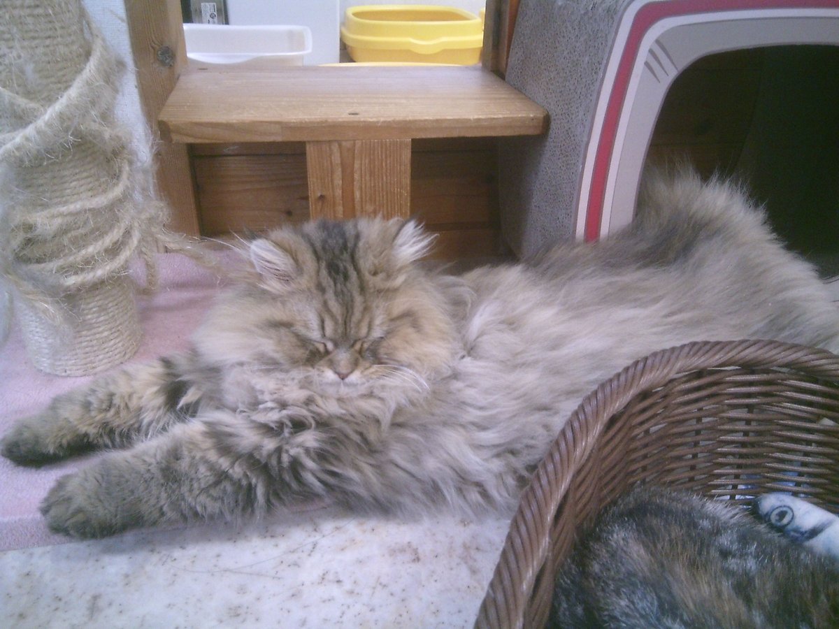 仲田加南のtwitterリアルタイム検索結果 Meyou ミーユー