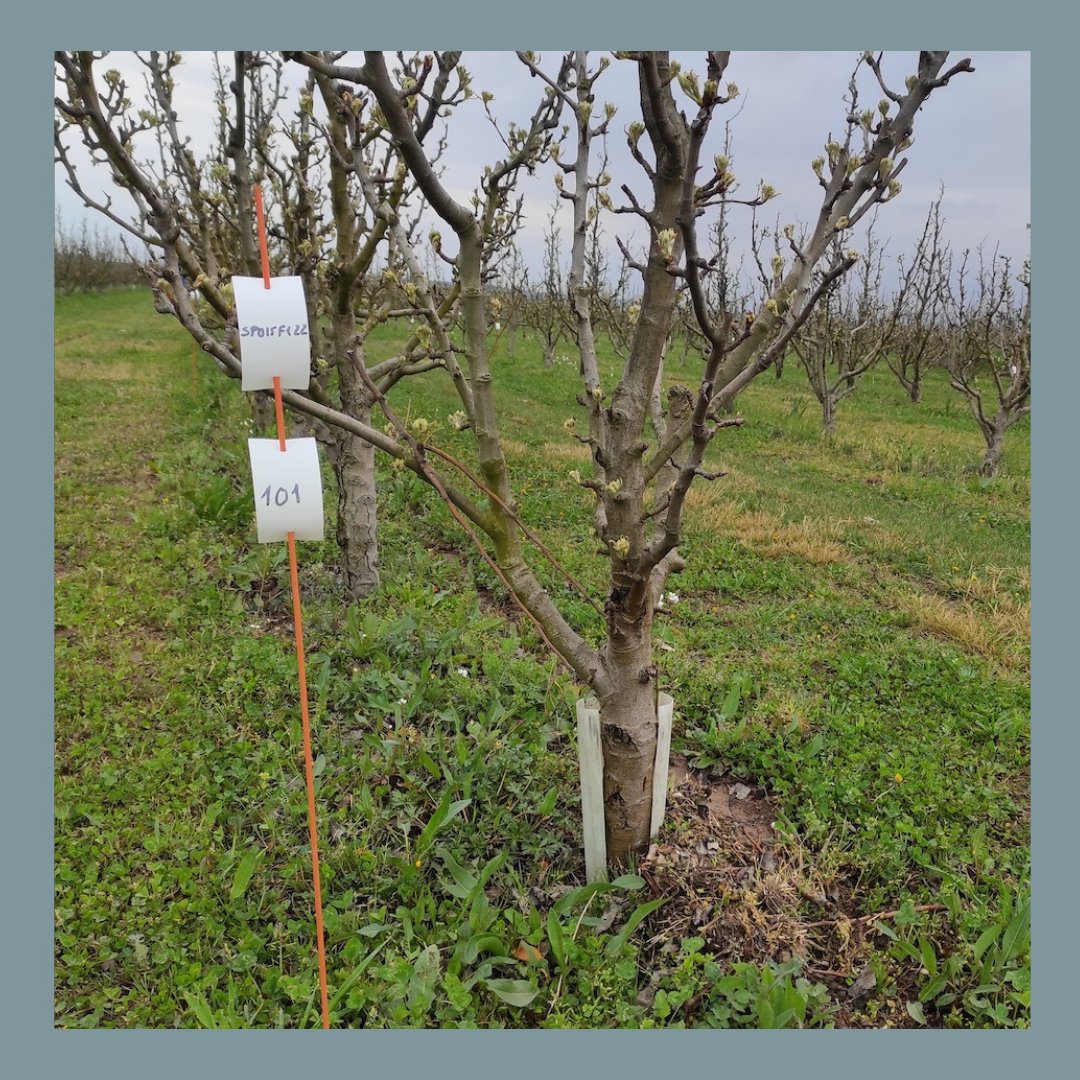 PerasDeRincon's tweet photo. Primeros ensayos de campo de
@PhageFireEu
👇
https://t.co/jnn9ejy60P
@KimitecGroup
@ZHAW
@Enviroinvest
#phagefireproject #horizonte2020 #fruticultura #fuegobacteriano #laperaqueinnova #innovación #investigadción https://t.co/S8DljCEyrb