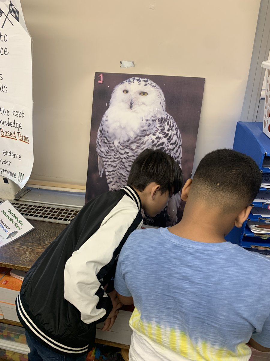 WhelanEsRI (@whelanesri) on Twitter photo Grade 3 students had a visitor this week! Thank you to the Audobon Society for the informative experience! Thank you to Miss Puleo for organizing this special event! <a href="/NPAsstSupt/">Louise Seitsinger</a> #npsd #science Grade 3 students had a visitor this week! Thank you to the Audobon Society for the informative experience! Thank you to Miss Puleo for organizing this special event! <a href="/NPAsstSupt/">Louise Seitsinger</a> #npsd #science