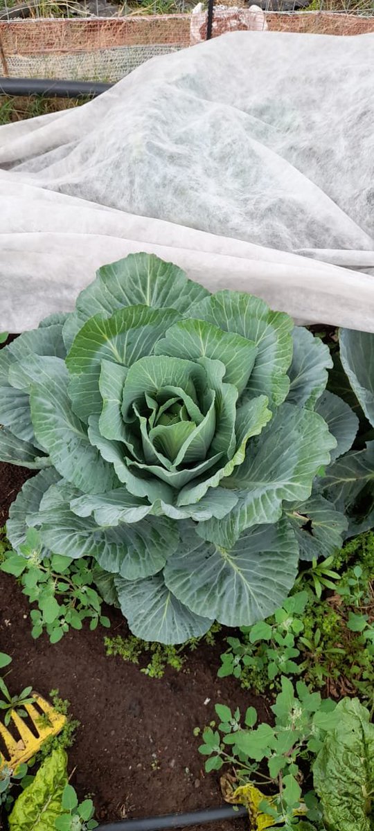 Miavana4's tweet photo. Learning how to grow cabbage... We keep learning https://t.co/zDlUpNCdEp