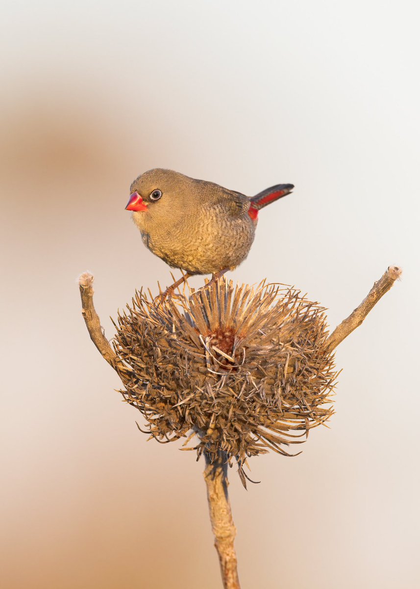 HThorning's tweet photo. Red eared Firetail.Cheynes Beach,Western Australia 
#WesternAustralia 
#redearedfiretail 
#finch 
#birdwatching 
@BirdlifeOz 
#birdlovers https://t.co/ZtwiBAIptA