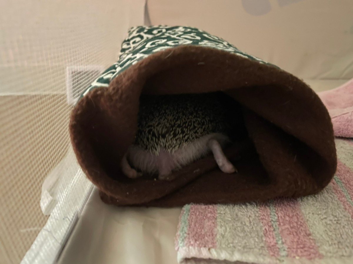 tabemonotaro's tweet photo. 愛しいおしり🦔 https://t.co/webqIzeSAs