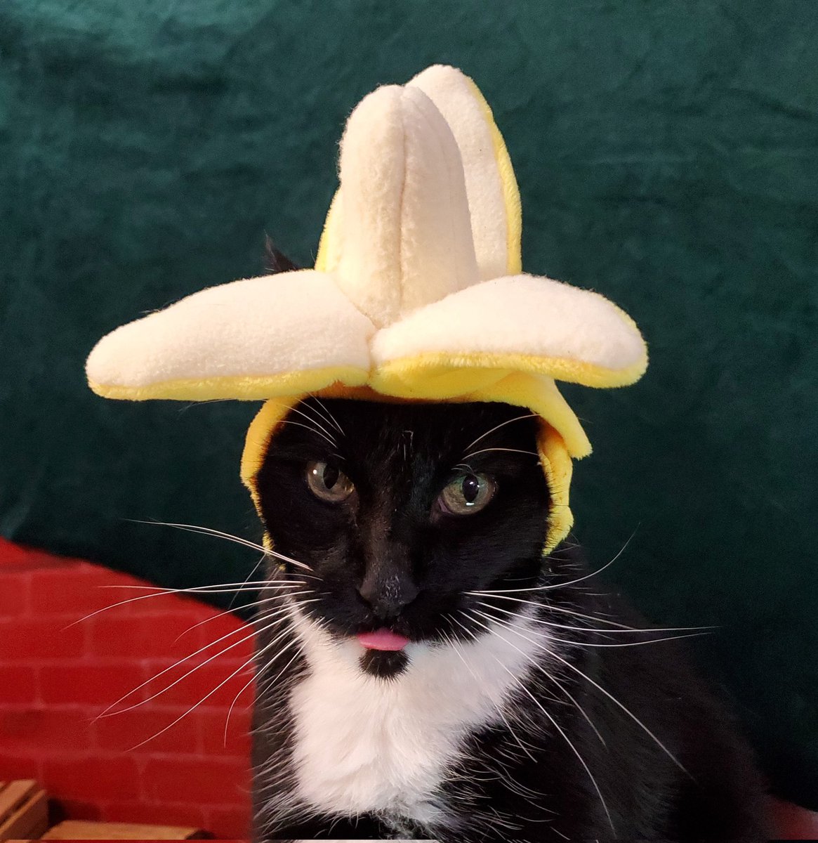 бананья кошка. кот банан. банан прикол. банан кит. котенок в банане.