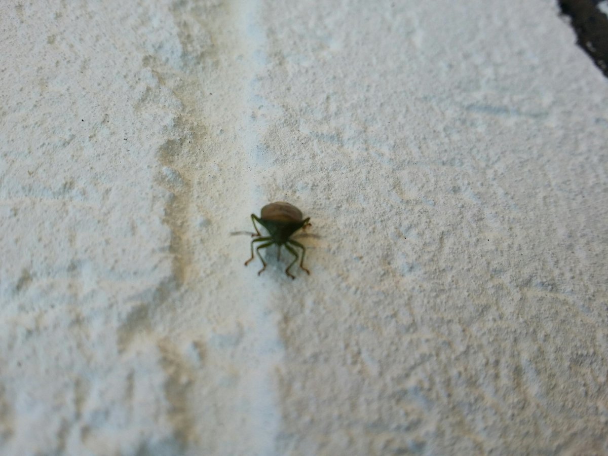 Spring is here the weather is warmer and our Plants are finally Blooming and the local wildlife is coming out. Your Caretaker Ian has also made a planter out of recycled Pallets. Why not pop into the Garden area to make the most of the weather #DerwentStudents #Spring #Flowers
