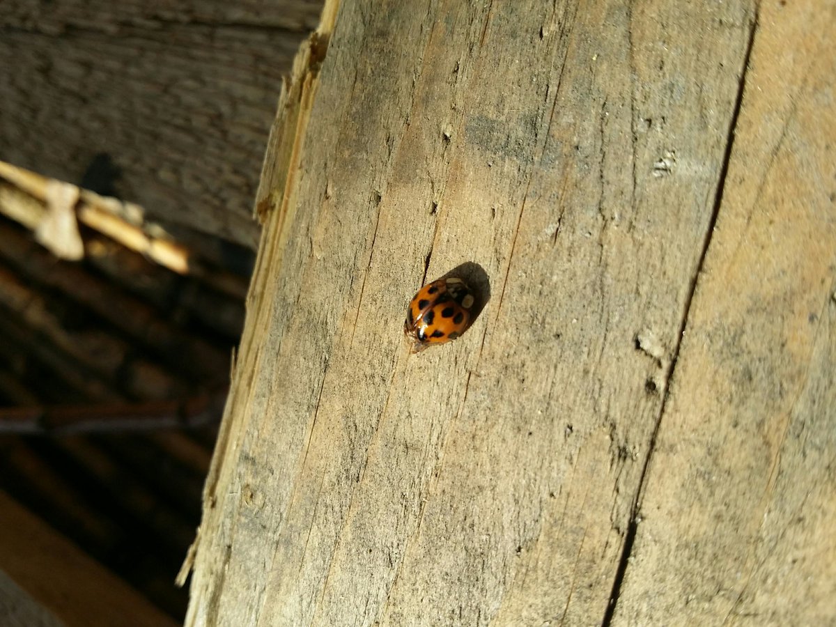 Brookside Students tweet media