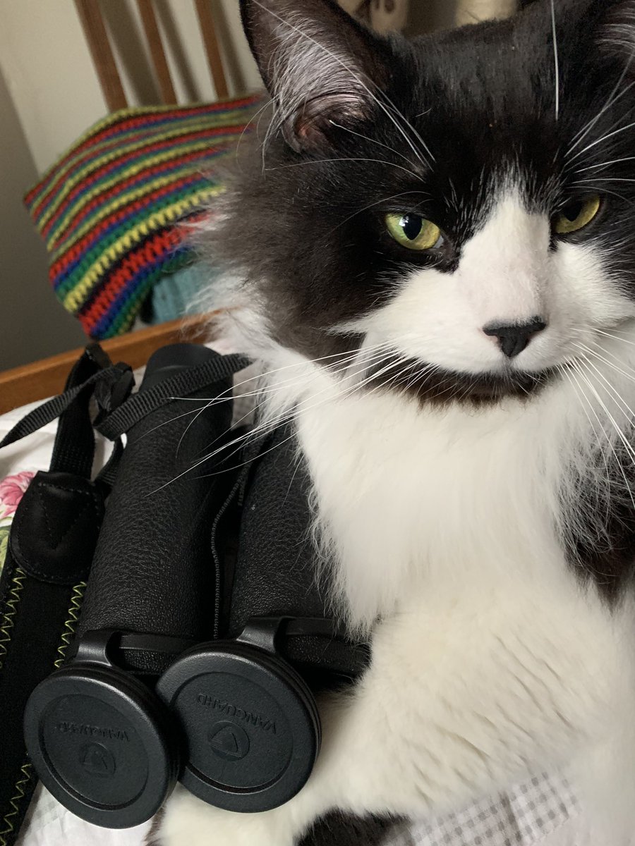 RC_EARL's tweet photo. Here’s my #ThrowbackThursday pals🐾😸Okay. This pic was less than an hour ago but I’m a cat &amp; I don’t do time 😹😹#thursdayvibes #thursdaymorning #Hedgewatch #FluffyFursday #WhereIsMyBreakfast #CatsOfTwitter https://t.co/k9pGNNYb34